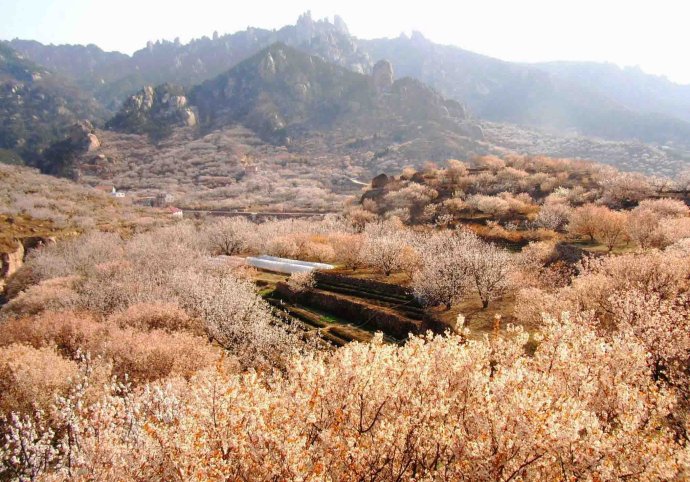 崂山樱桃花海